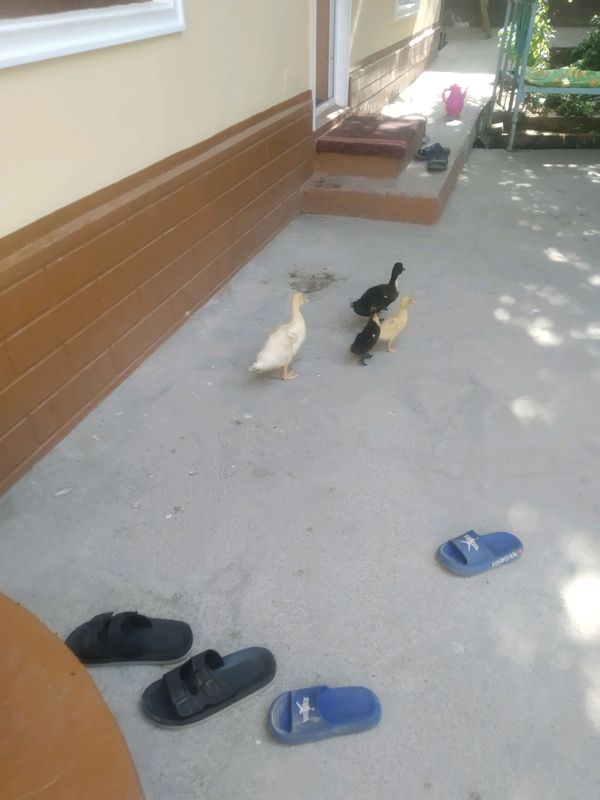 oʻrdaklar sotiladi donasi 30 mingdan