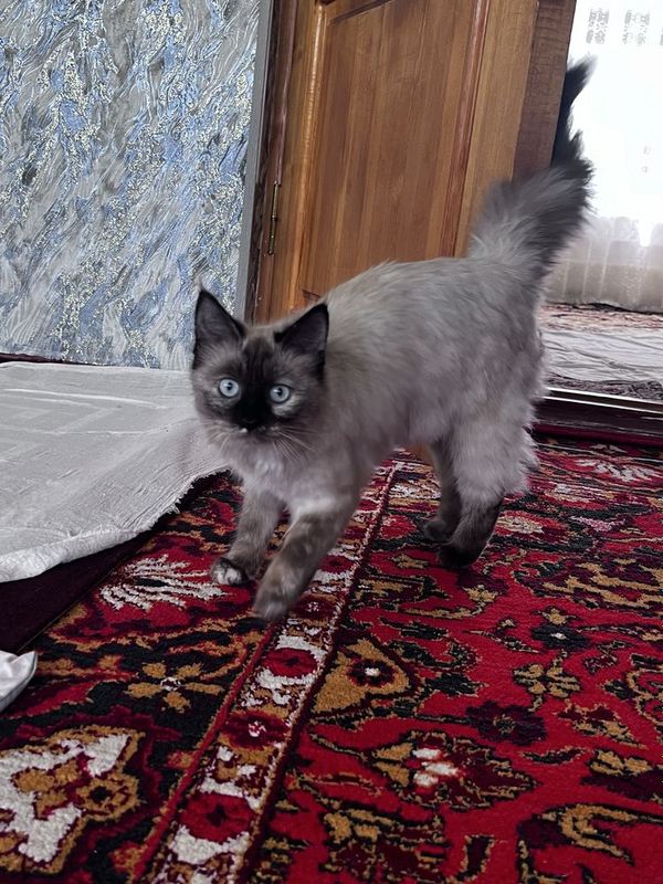 siyamskiy mushuk domashniy qolga orgatilgan siyamskiy mushuk domashniy qolga orgatilgan