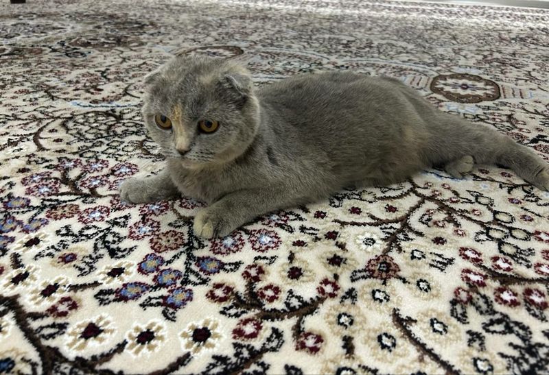 Продаётся кошка и котятя