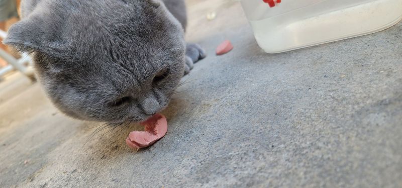 Скотиш Мушуги сотилади
