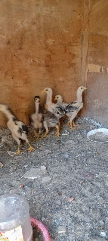 Dakan jojalar sotilad Dakan jojalar sotilad