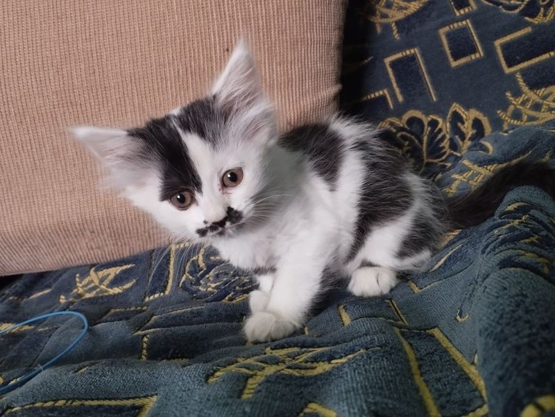 Котенок девочка, в хорошие руки Котенок девочка, в хорошие руки
