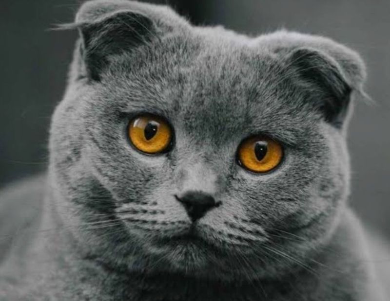 Scottish fold mushuk