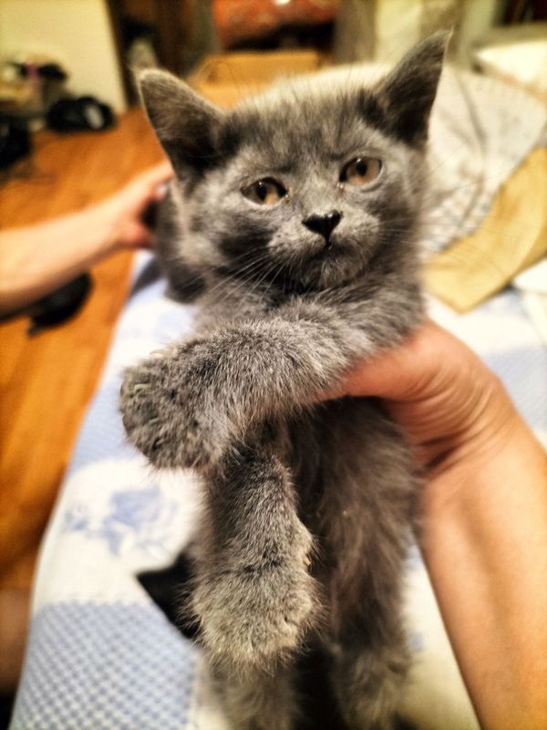 Котята, девочки, Котята, девочки,