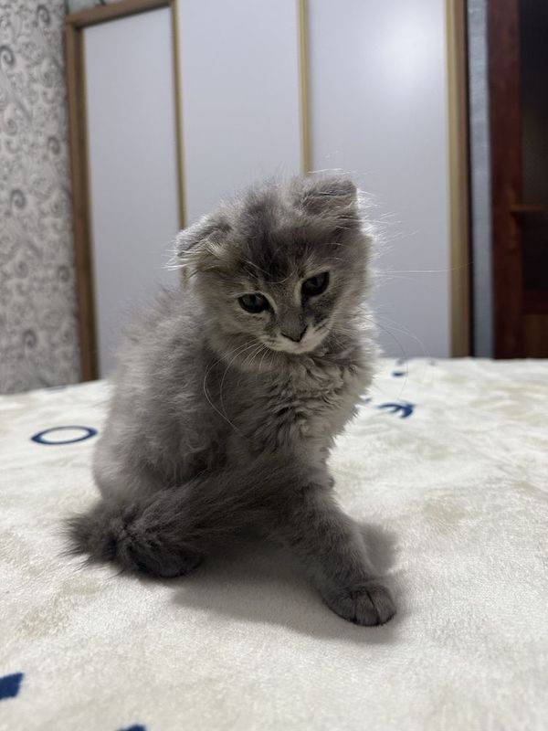 3 oylik skotch fold qiz bola 3 oylik skotch fold qiz bola