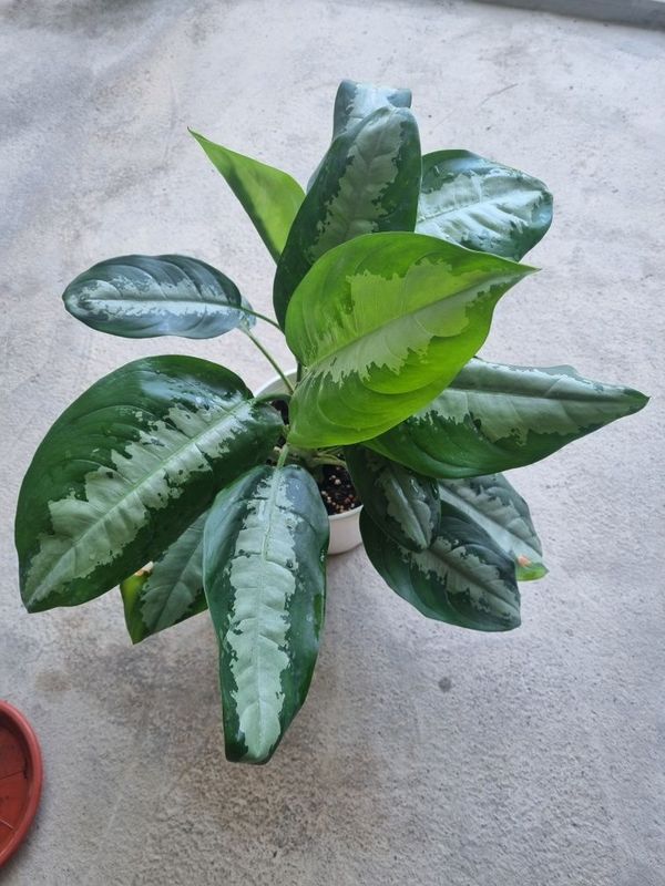 Комнатное растение, Aglaonema. За растением Легко ухаживать Комнатное растение, Aglaonema. За растением Легко ухаживать