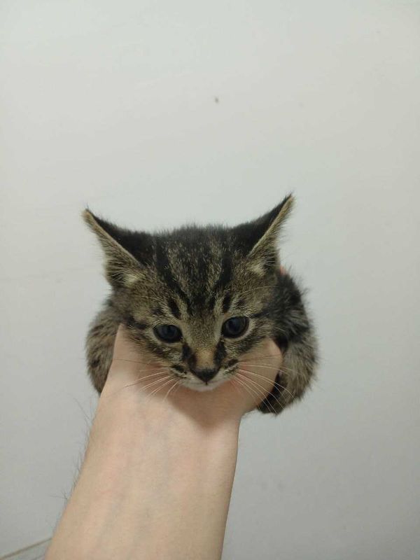 Котята Кошки mushuk мушук Котята Кошки mushuk мушук