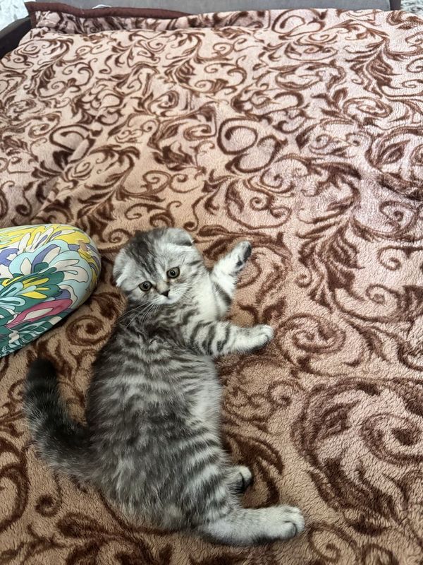 Продаётся кошка