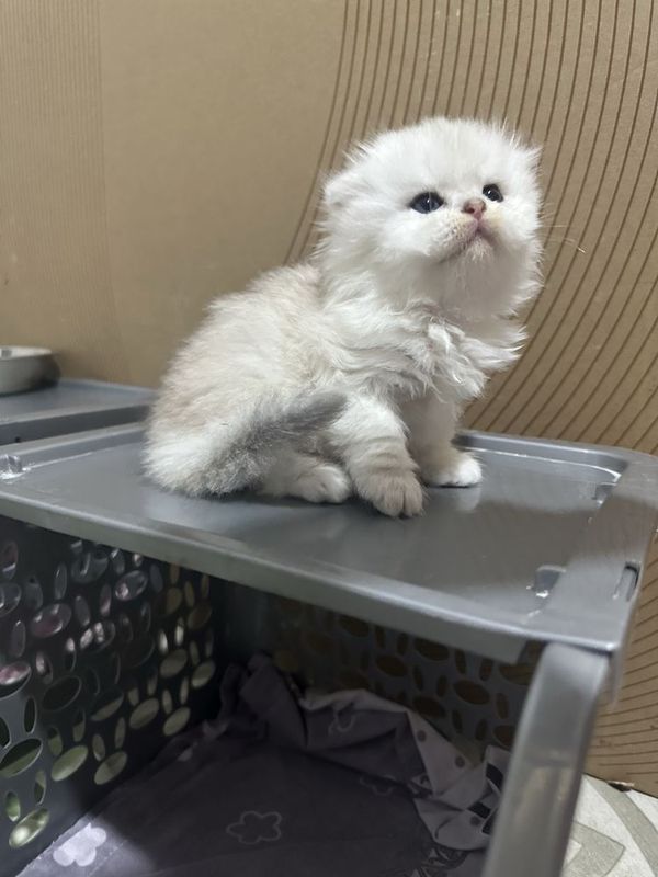 продается шиншилла хейланд котенок продается шиншилла хейланд котенок