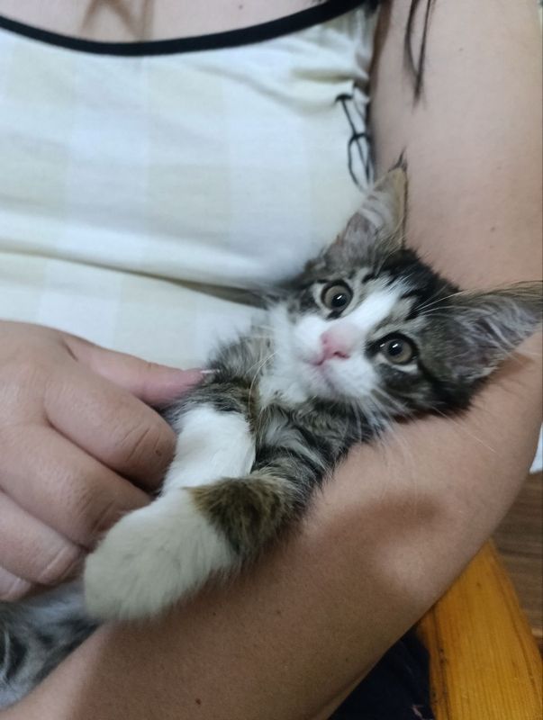 Киска Мила 2 месяца на Юнусабаде Киска Мила 2 месяца на Юнусабаде