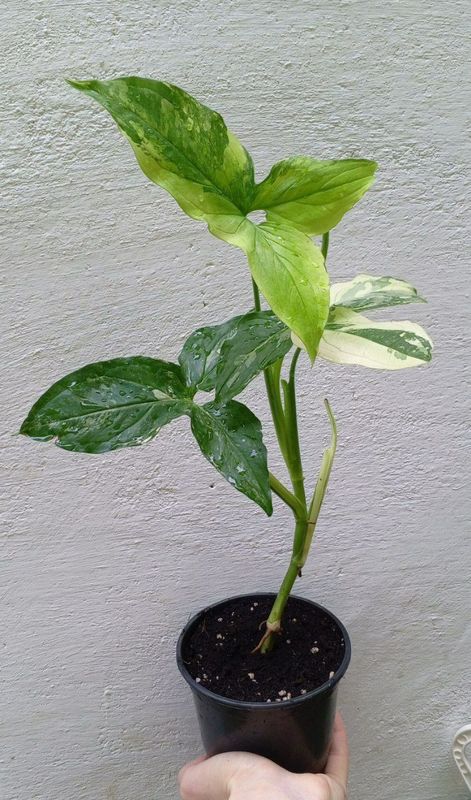 Сингониум (podophyllum ‘Aurea Variegata’). Экзотические цветы для дома