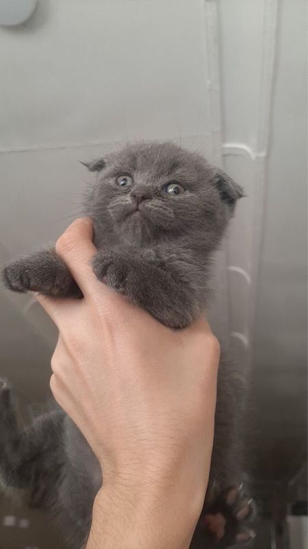 Мушукча зоти тоза Мушукча зоти тоза