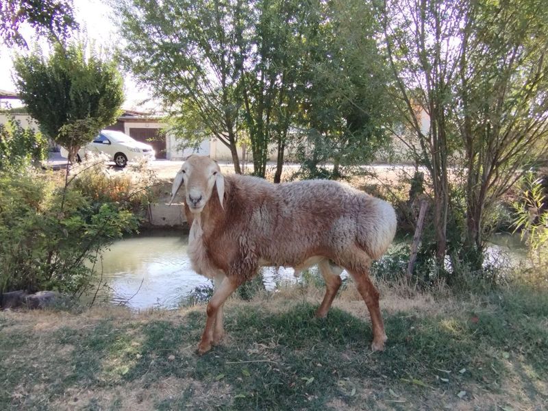 Qo'chqor jaydari
