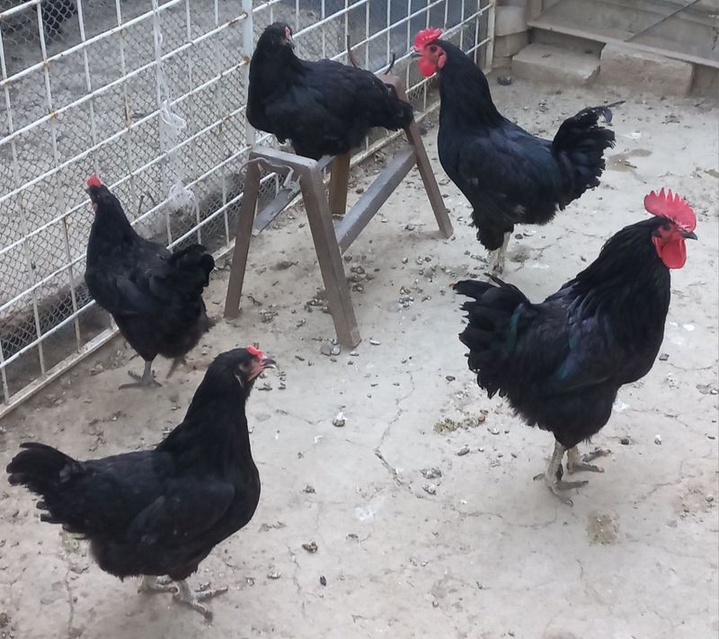 Qora tovuqlar sotiladi Qora tovuqlar sotiladi