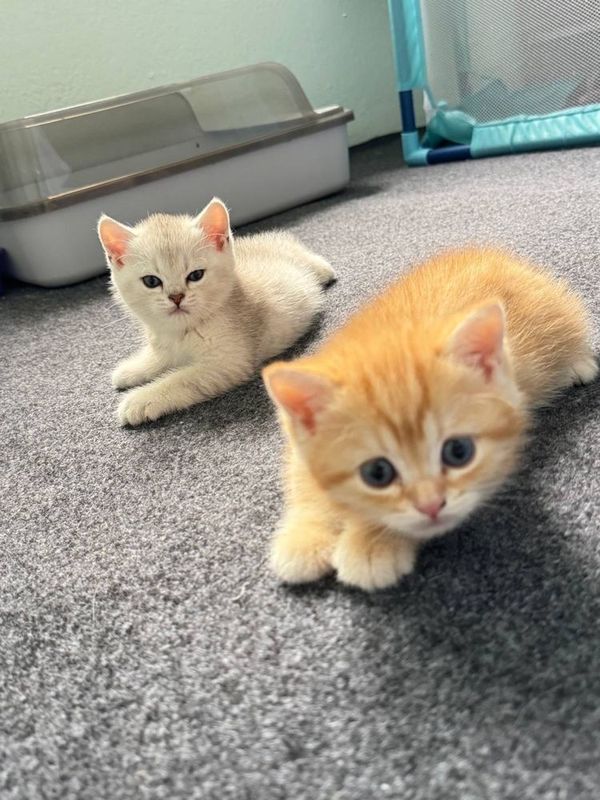 Британский кошки Британский кошки