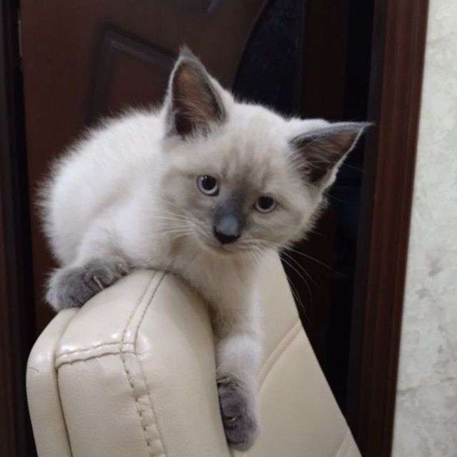 Siamski toza qon