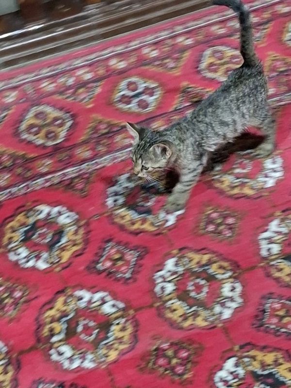 Котята бесплатно Котята бесплатно