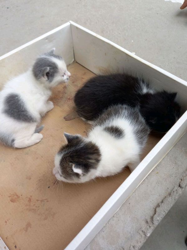 котёнок