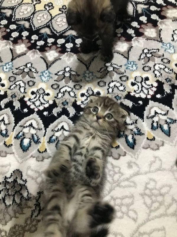породистые кошки породистые кошки