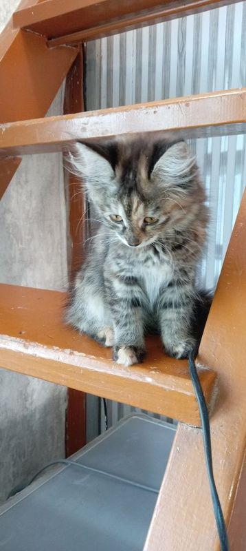 Котята. Mushukchalar. Ташкент Котята. Mushukchalar. Ташкент