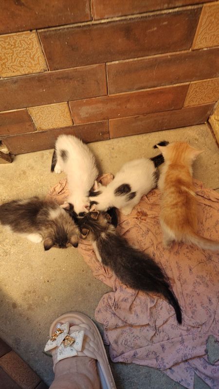 Котята в добрые руки Котята в добрые руки