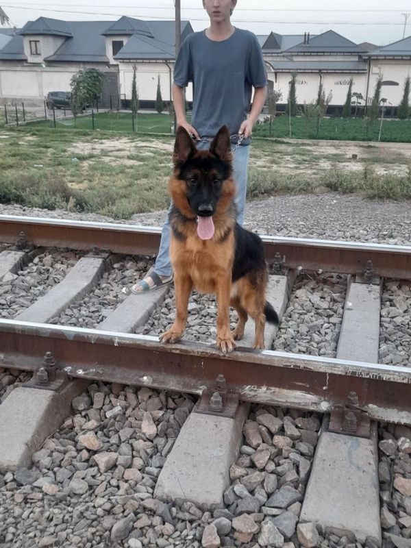 Avcharka qo’lga o’rgatilgan aqilli sezgir qo’riqchi