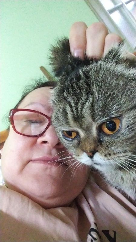 Передержка кошек котят Передержка кошек котят