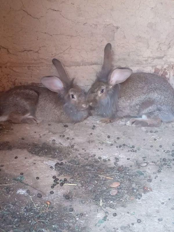 Velikan quyonla sotiladi Velikan quyonla sotiladi
