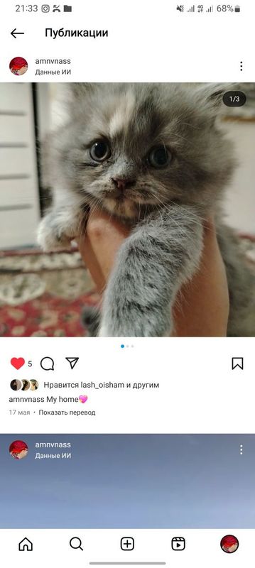 Мушук сотилади 2 ойлик