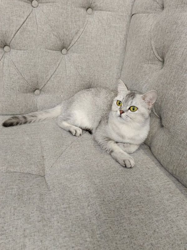 Скоттиш Страйт (Scottish Straight Chinchilla)