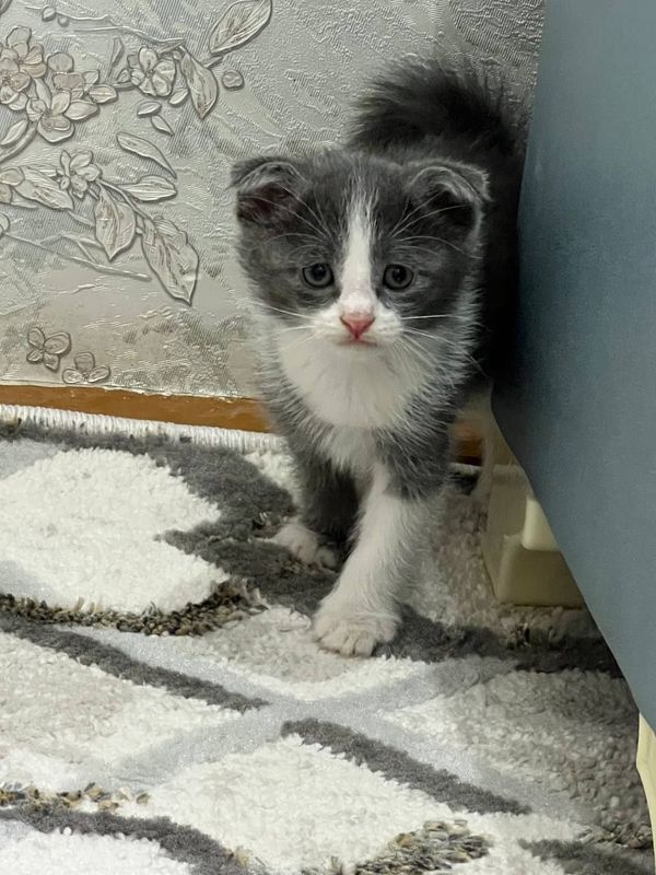 Отдам кота , 1,5 месяца