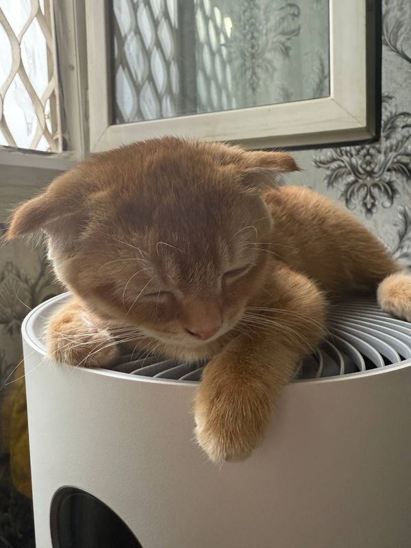 Продаётся вислоухий кот Продаётся вислоухий кот