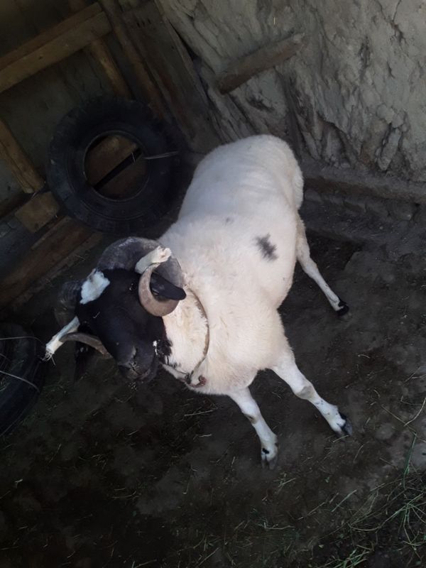 Toza 3 yoshar juda katta qőshqor sotiladi Toza 3 yoshar juda katta qőshqor sotiladi