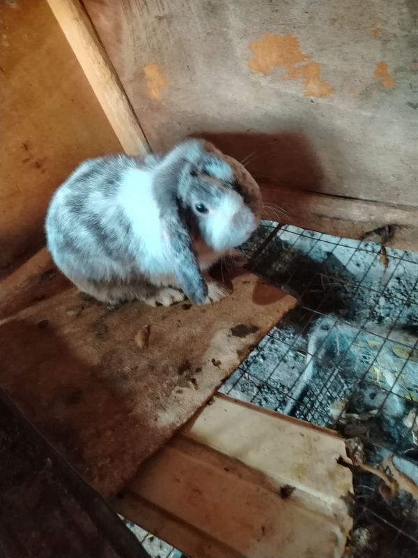 Quyonlar sotiladi srochna!!! Quyonlar sotiladi srochna!!!