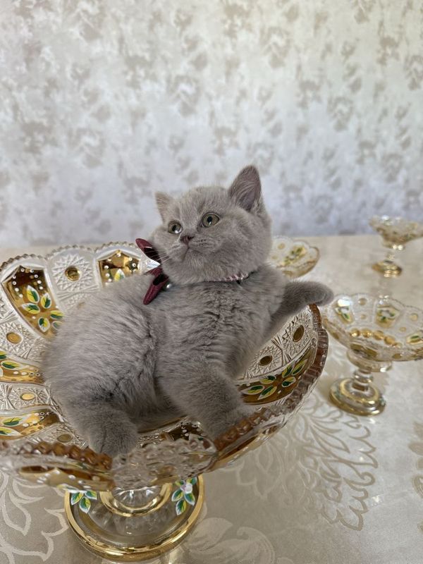 Британские котята Британские котята