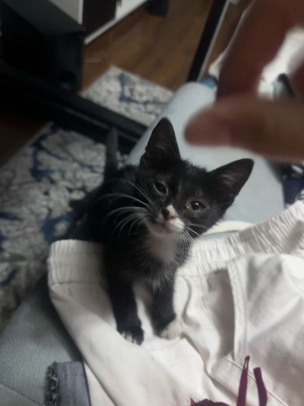 Котенок черно-белый Котенок черно-белый