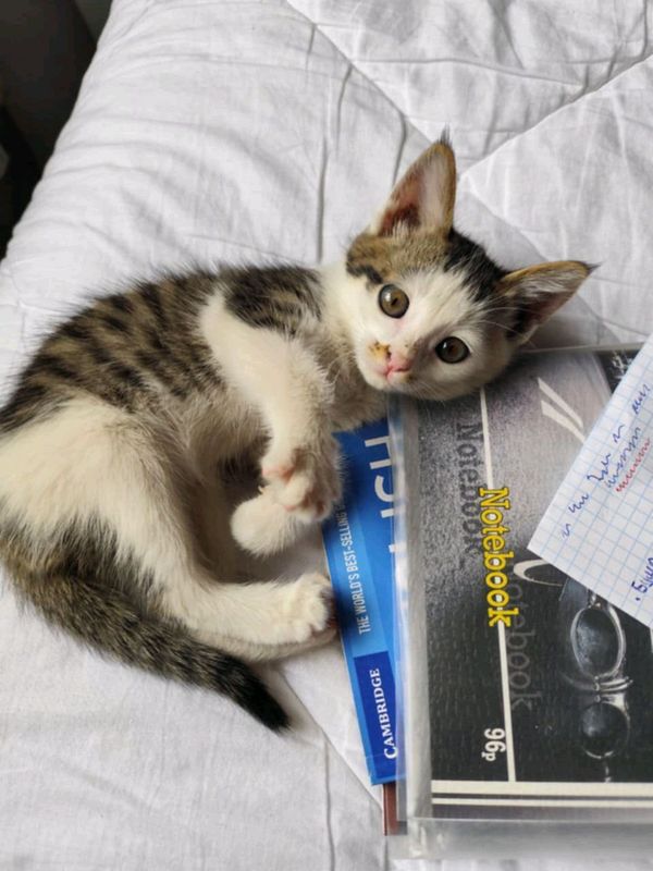 котенок в добрые руки котенок в добрые руки