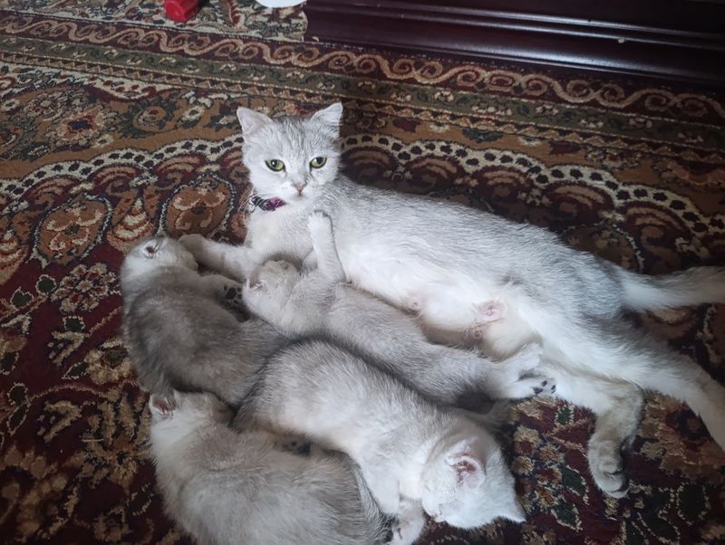 Серебристи шигшилла