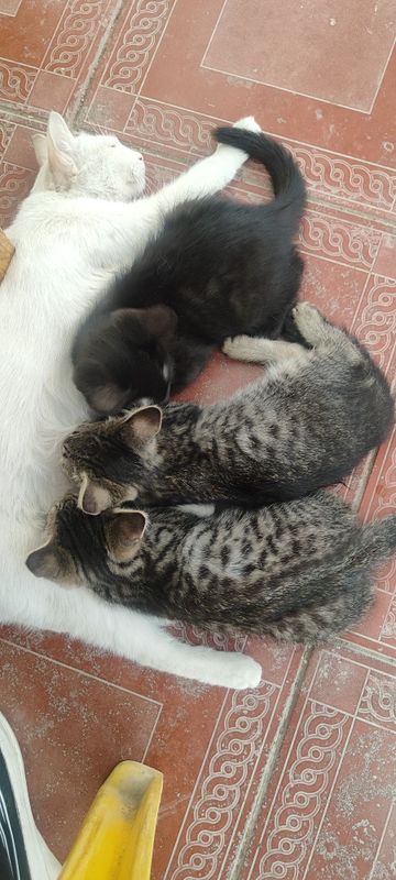 Котята в хорошие руки бесплатно