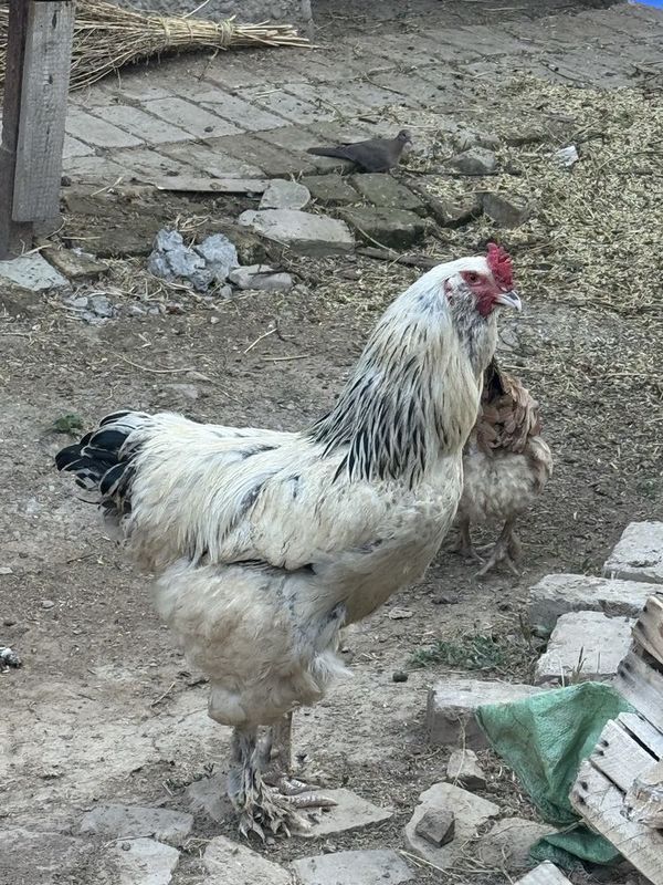 Brama xo’roz sotiladi Brama xo’roz sotiladi