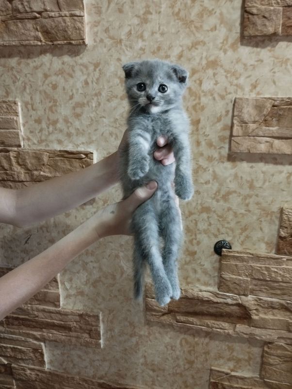 продаются котята скотишь фолд