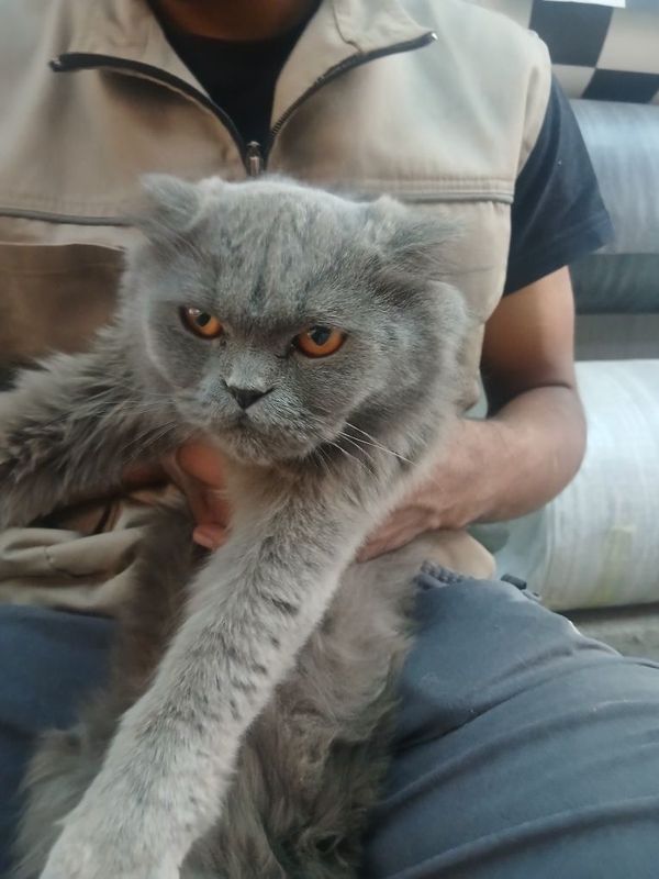 Mushuk sotiladi Mushuk sotiladi