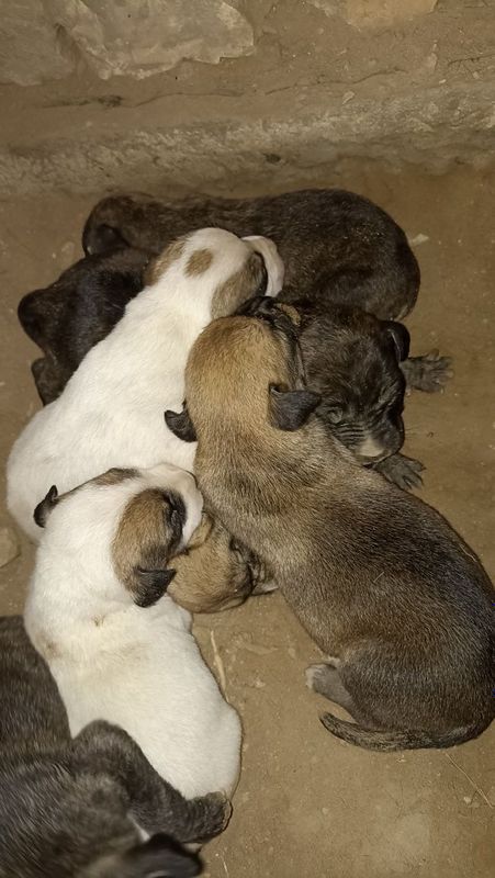 Pitbul kùshikler satiladi