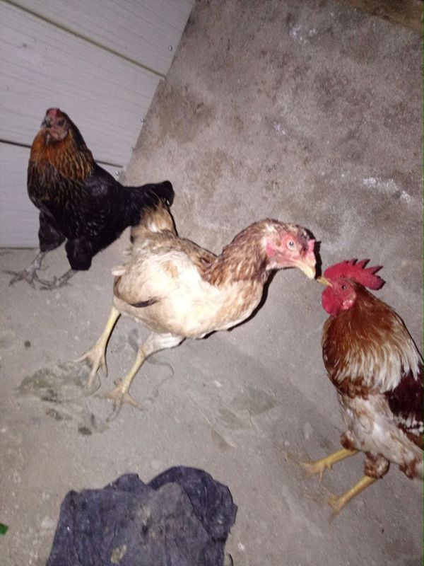 3 tasi birdan sotiladi 3 tasi birdan sotiladi