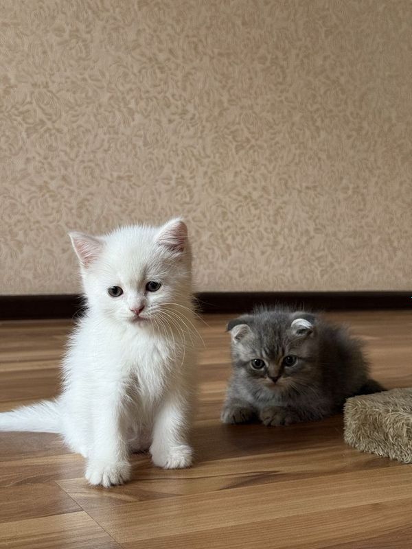 Parodasi britanskiy shorthair,toza, 2oyli, latoka organgan, korm yidi. Parodasi britanskiy shorthair,toza, 2oyli, latoka organgan, korm yidi.