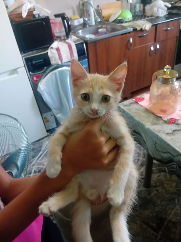 кошки