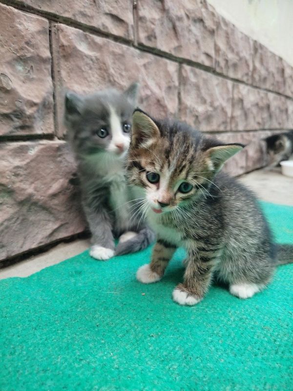 Отдам бесплатно здоровые котята Отдам бесплатно здоровые котята