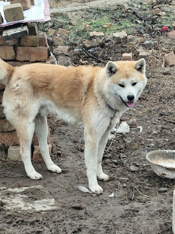 Sotiladi akita 1 yoshu 3 oyli boldi