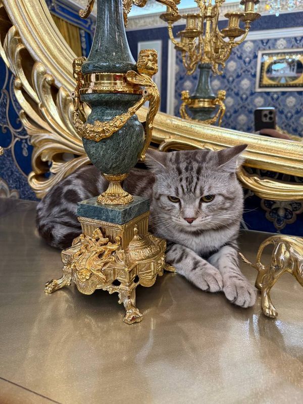 кошка