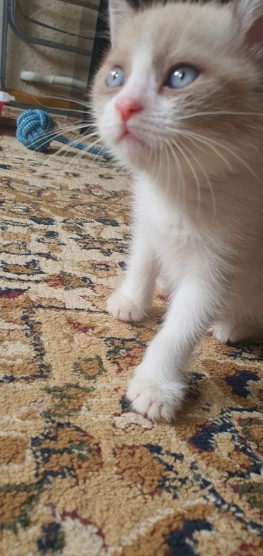 Котенок мальчик породы Балинез ( балинезийская порода) Котенок мальчик породы Балинез ( балинезийская порода)